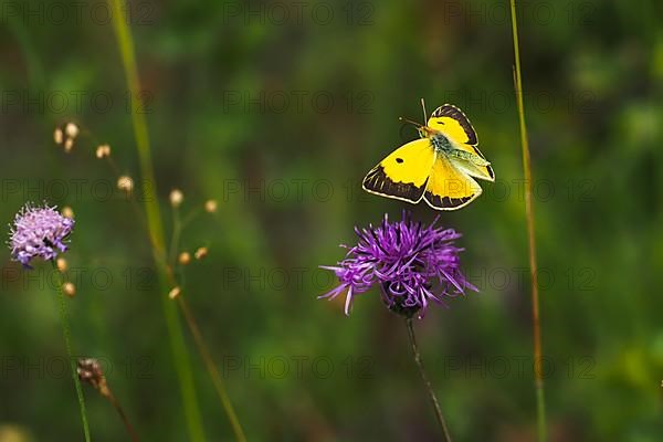 Postillon, also dark clouded yellow