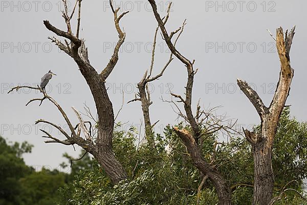 Grey heron,