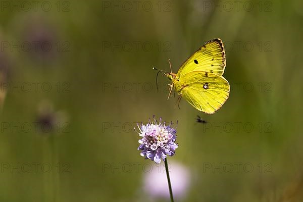 Pale clouded yellow,