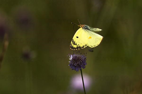 Pale clouded yellow,