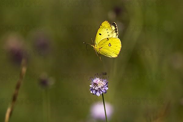 Pale clouded yellow,