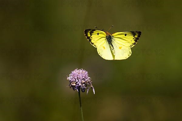 Pale clouded yellow,