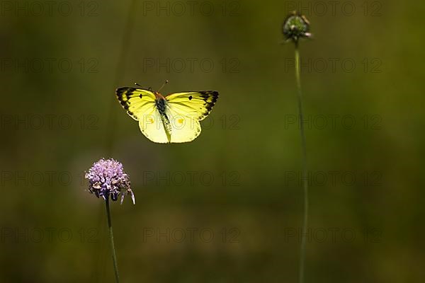 Pale clouded yellow,