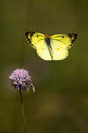 Pale clouded yellow,