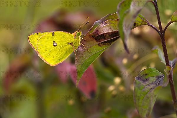 Pale clouded yellow,