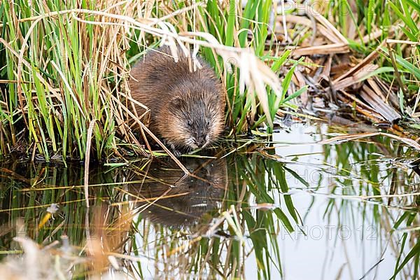 Muskrat,