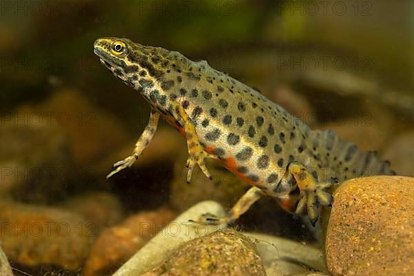 Common newt,
