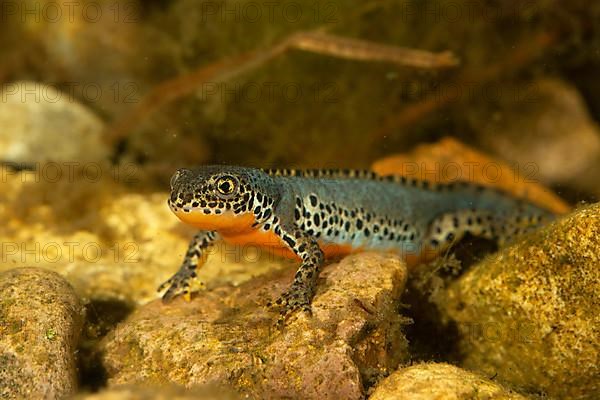 Alpine newt,