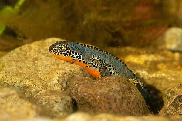 Alpine newt,