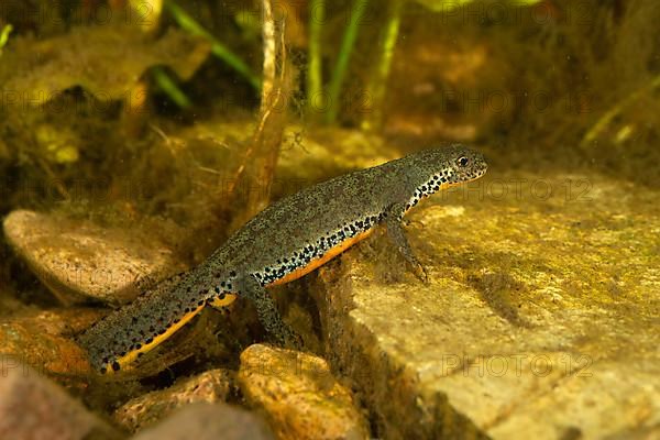 Alpine newt,