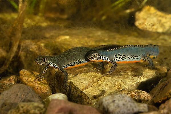 Alpine newt,