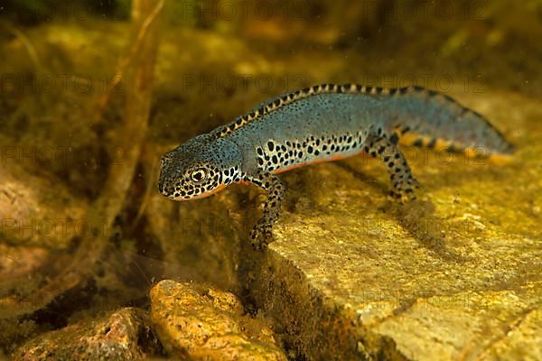 Alpine newt,