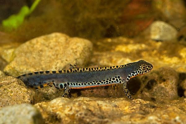 Alpine newt,