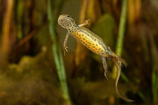 Common newt,