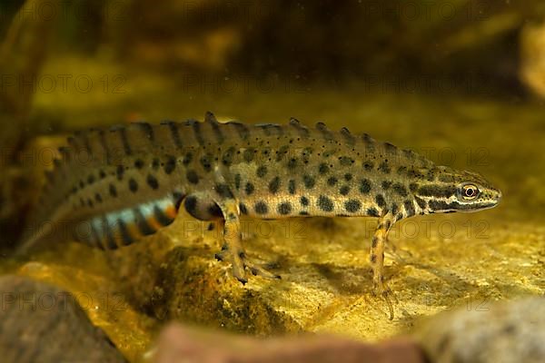 Common newt,