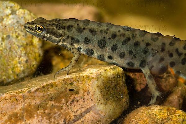 Common newt,