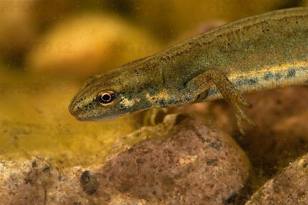 Common newt,