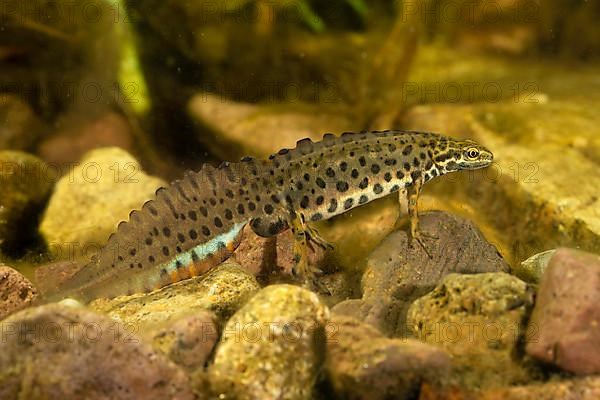 Common newt,