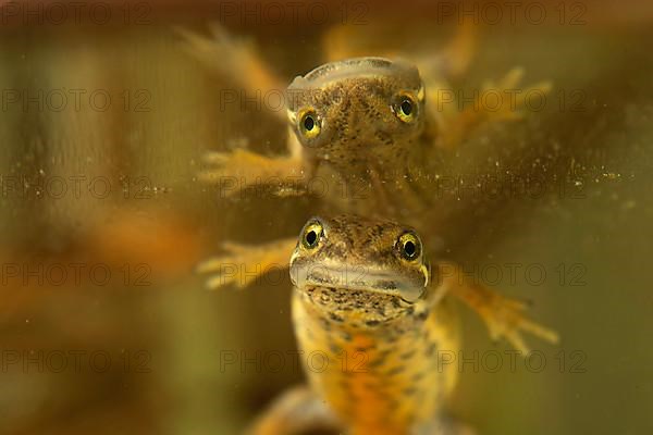 Common newt,