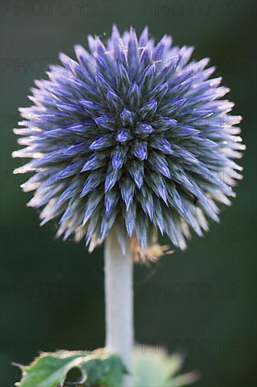 Small globe thistle,