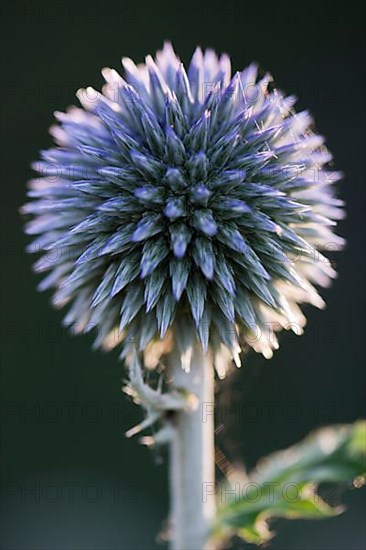 Small globe thistle,