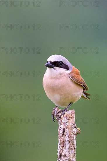 Red-backed Shrike,