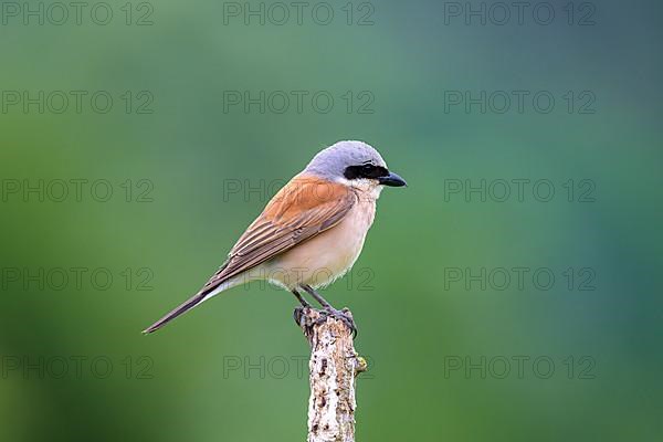 Red-backed Shrike,