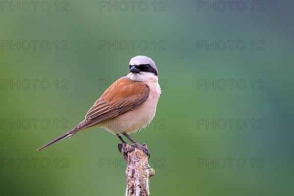 Red-backed Shrike,