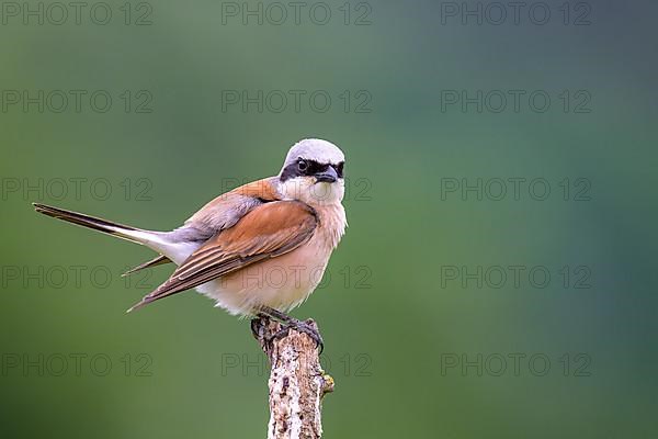 Red-backed Shrike,