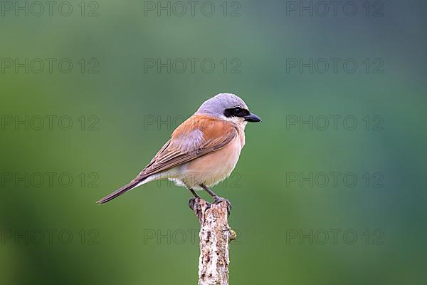 Red-backed Shrike,