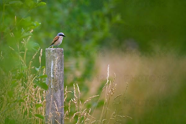 Red-backed Shrike,