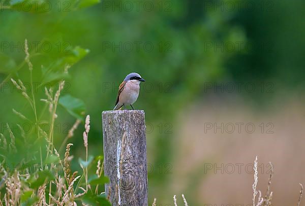 Red-backed Shrike,