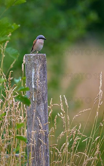 Red-backed Shrike,