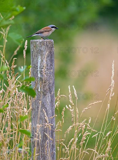 Red-backed Shrike,