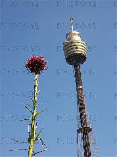 The Sydney Tower in the centre of the city, Australia -