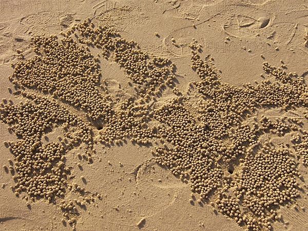 Small crabs create balls of sand from their burrows, Fraser Island