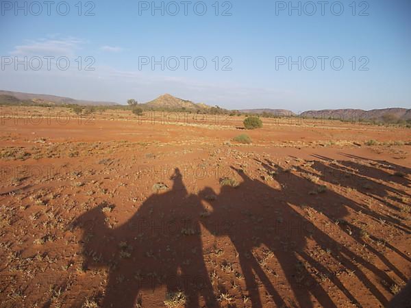 A camel caravan casts shadows in the sand, Australia -