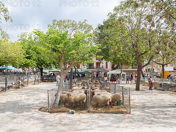Sheep at livestock market fair Fira de Sineu, Sineu