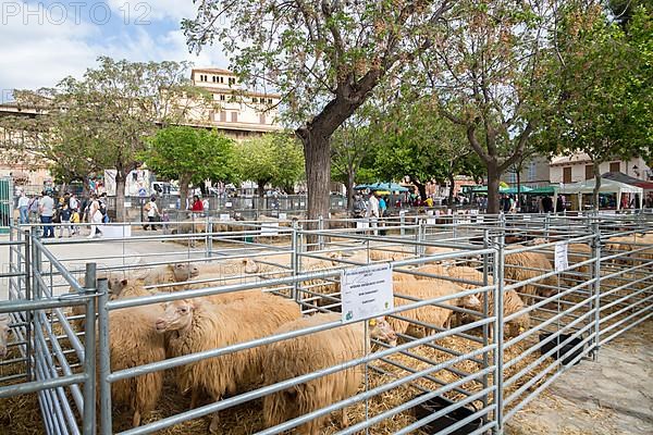 Sheep at livestock market fair Fira de Sineu, Sineu