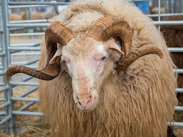 Sheep at livestock market fair Fira de Sineu, Sineu