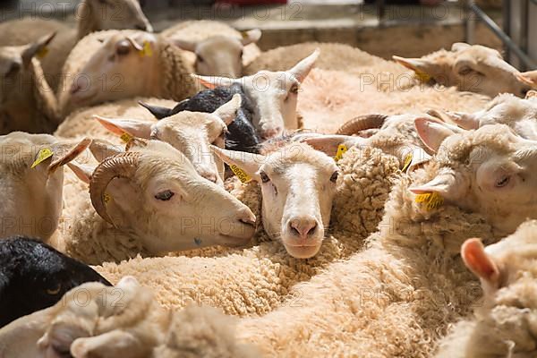 Sheep at livestock market fair Fira de Sineu, Sineu