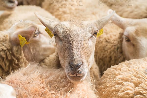 Sheep at livestock market fair Fira de Sineu, Sineu