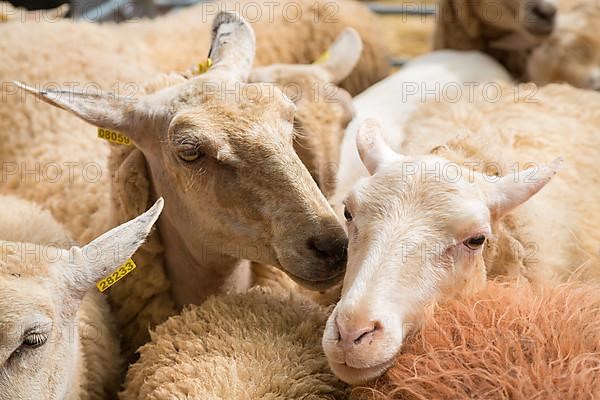 Sheep at livestock market fair Fira de Sineu, Sineu