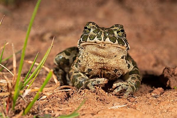 European green toad,