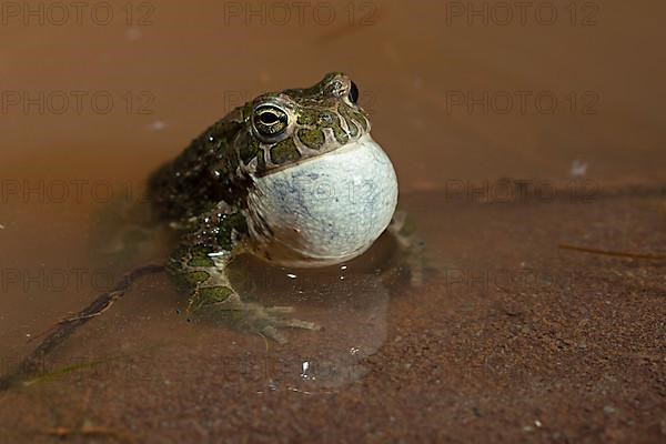 European green toad,