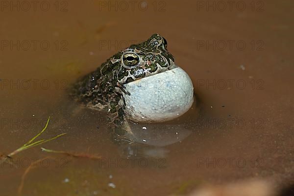 European green toad,