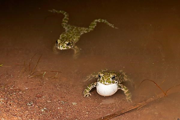 European green toad,