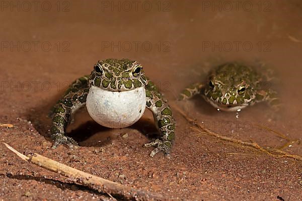 European green toad,