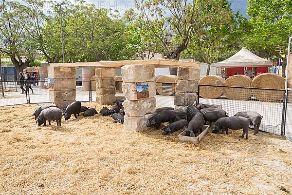 Black pigs at livestock market fair Fira de Sineu, Sineu