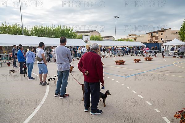 Dog Show at Livestock Market Fair Fira de Sineu, Sineu